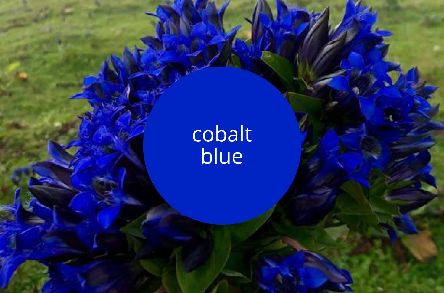 Nabeghlavi - Logotype - Laurent Muller, Brand identity